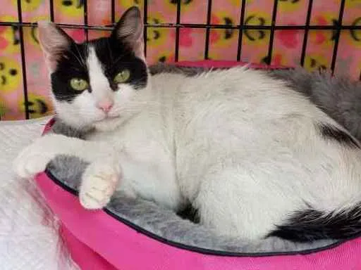 Gato ra a SRD idade 7 a 11 meses nome Veridiana