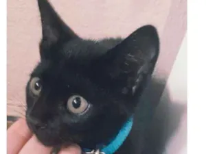 Gato raça Não sei  idade 2 a 6 meses nome Billy