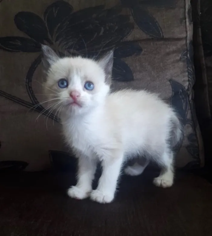 Gato ra a SRD idade 2 a 6 meses nome Sofia 