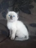 Floquinho 