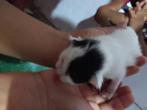 Gato raça Sem raça  idade Abaixo de 2 meses nome Procurando um dono