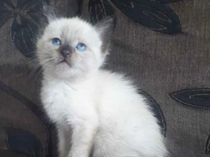Gato ra a SRD idade 2 a 6 meses nome Floquinho 
