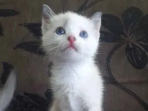 Gato raça SRD idade 2 a 6 meses nome Branca 