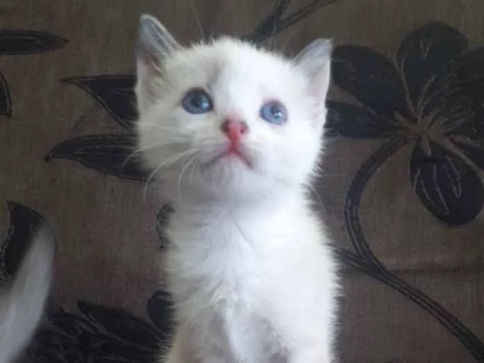 Gato ra a SRD idade 2 a 6 meses nome Branca 