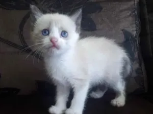 Gato raça SRD idade 2 a 6 meses nome Sofia 