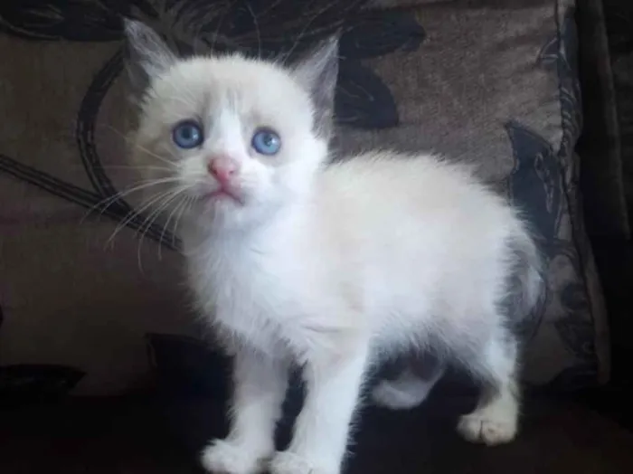 Gato ra a SRD idade 2 a 6 meses nome Sofia 
