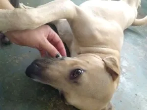 Cachorro raça Vira lata  idade 2 anos nome Marley 