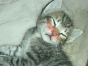 Gato raça Gato idade Abaixo de 2 meses nome Não tem Nome