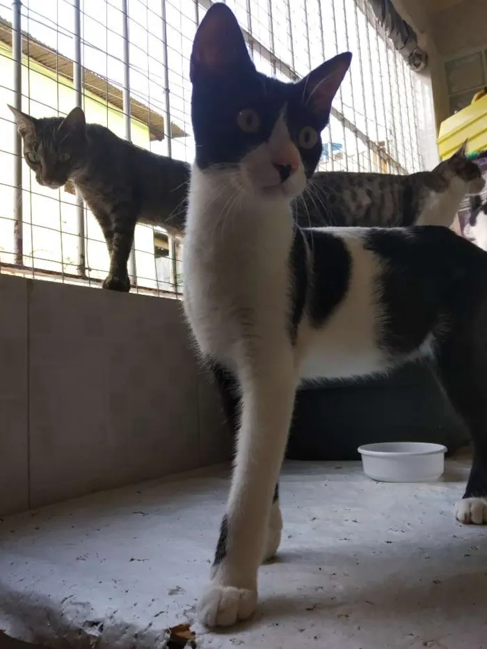 Gato raça SRD idade 7 a 11 meses nome A definir