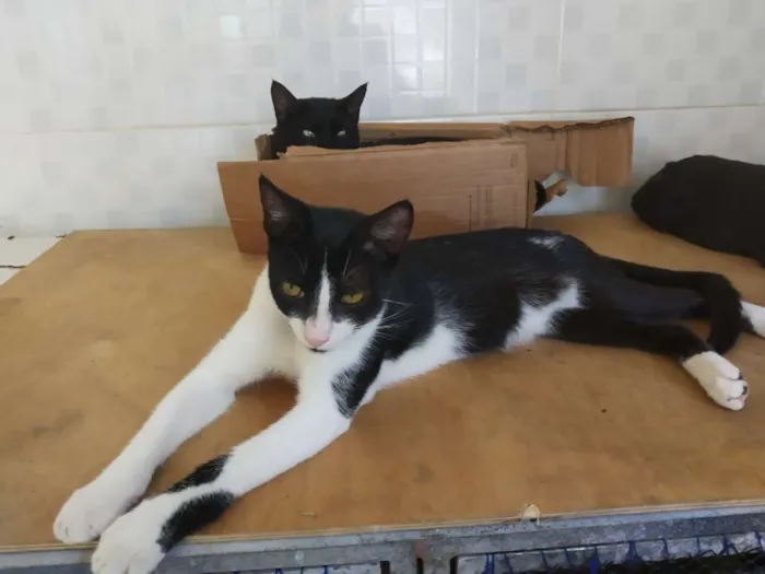 Gato raça SRD idade 7 a 11 meses nome A definir