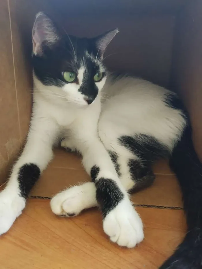 Gato raça SRD idade 7 a 11 meses nome A definir