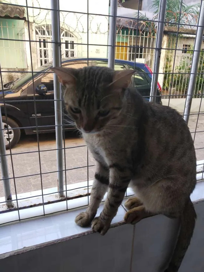Gato raça SRD idade 7 a 11 meses nome A definir