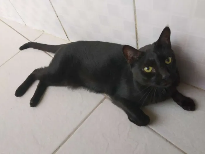Gato raça SRD idade 7 a 11 meses nome A definir