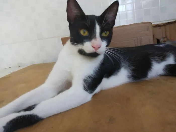 Gato raça SRD idade 7 a 11 meses nome A definir