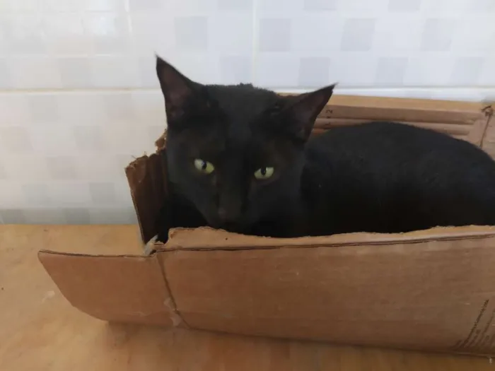 Gato raça SRD idade 7 a 11 meses nome A definir