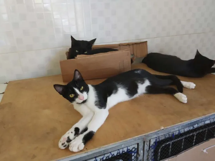 Gato raça SRD idade 7 a 11 meses nome A definir