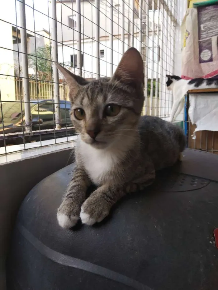 Gato raça SRD idade 7 a 11 meses nome A definir