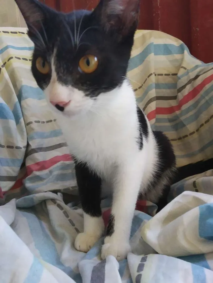 Gato raça SRD idade 7 a 11 meses nome A definir