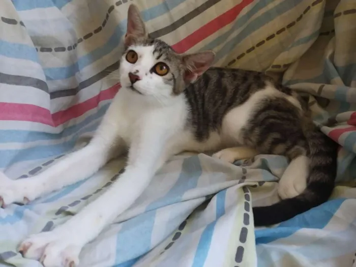 Gato raça SRD idade 7 a 11 meses nome A definir