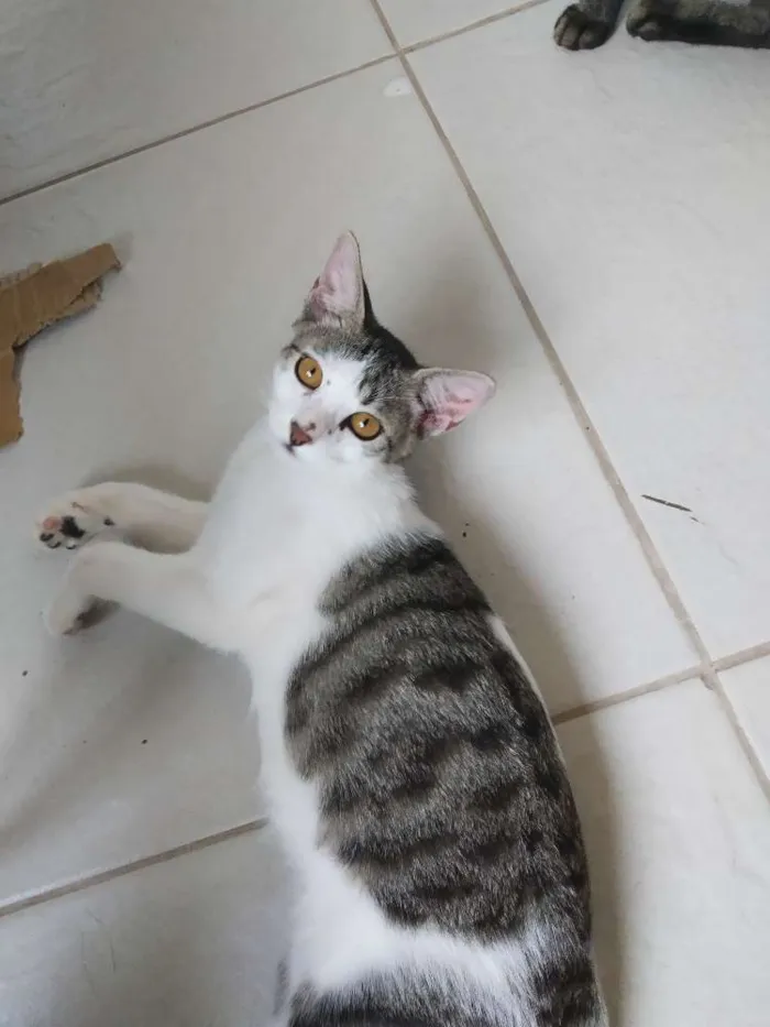 Gato raça SRD idade 7 a 11 meses nome A definir