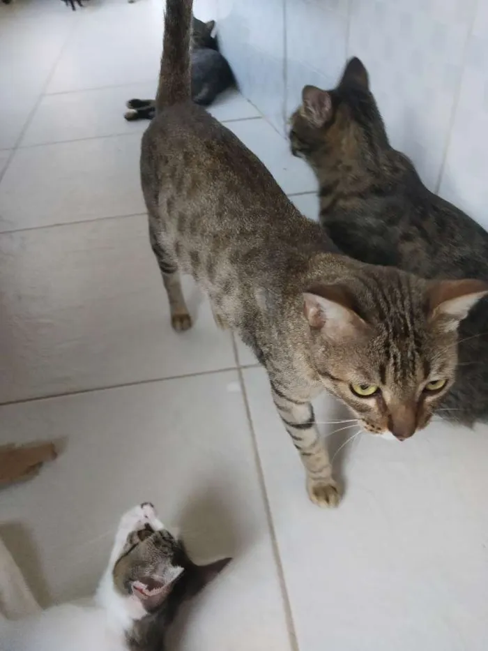 Gato raça SRD idade 7 a 11 meses nome A definir