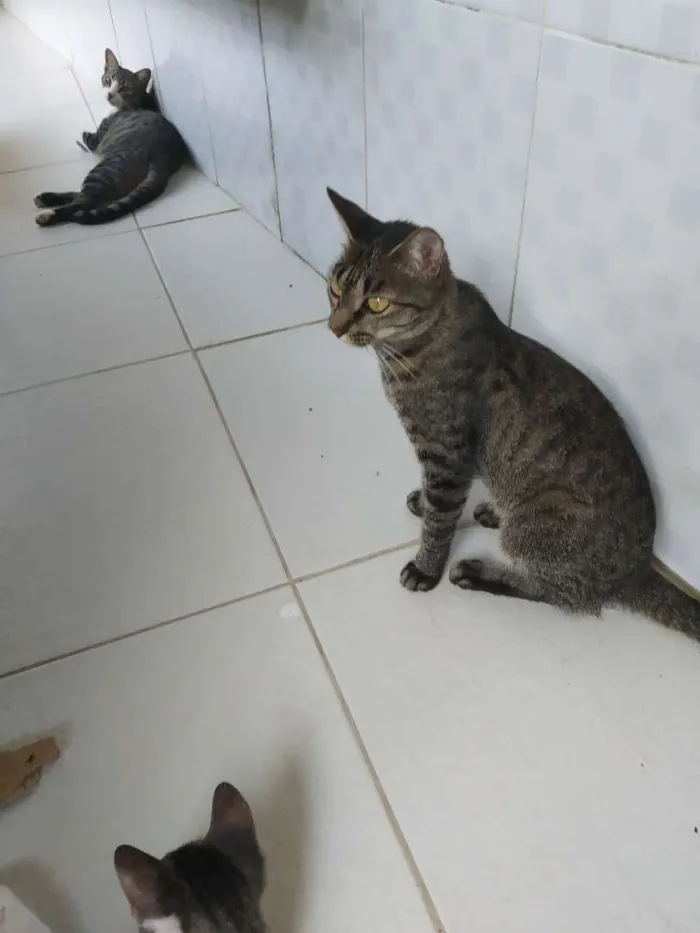 Gato raça SRD idade 7 a 11 meses nome A definir