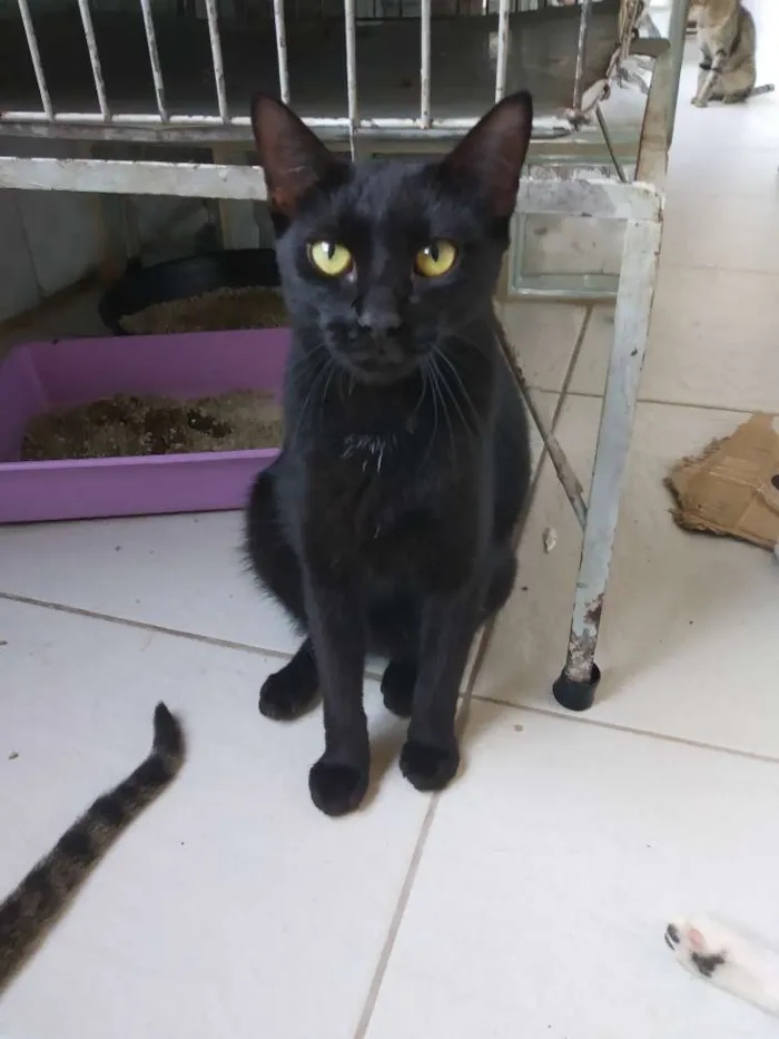 Gato raça SRD idade 7 a 11 meses nome A definir