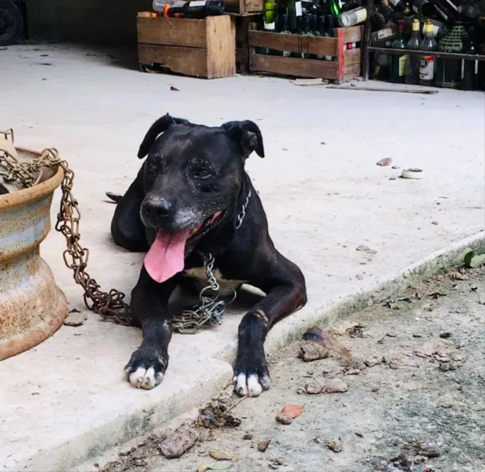 Cachorro ra a Pitbull  idade 6 ou mais anos nome Killer