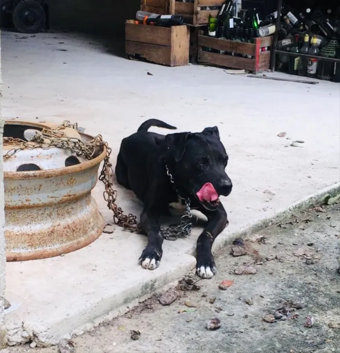 Cachorro ra a Pitbull  idade 6 ou mais anos nome Killer