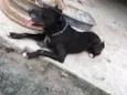 Killer