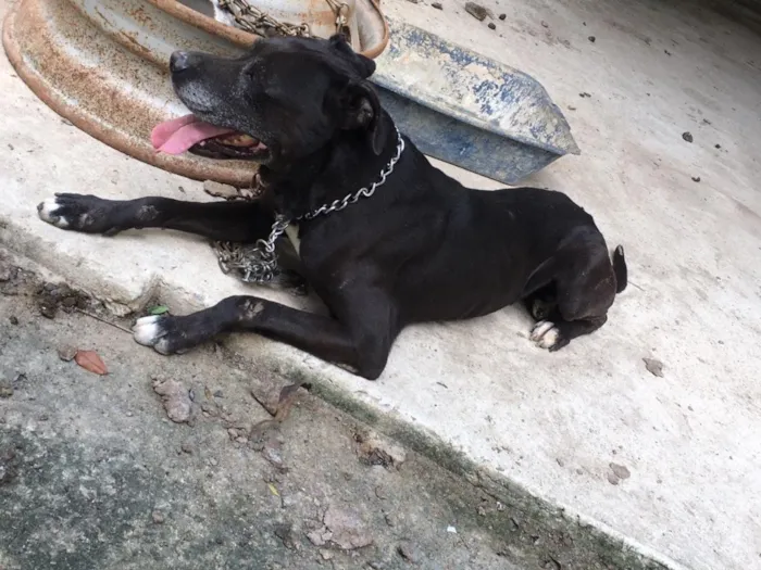 Cachorro ra a Pitbull  idade 6 ou mais anos nome Killer