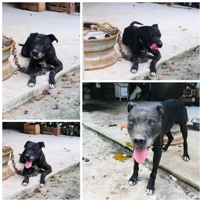 Cachorro ra a Pitbull  idade 6 ou mais anos nome Killer