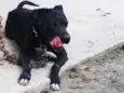 Killer