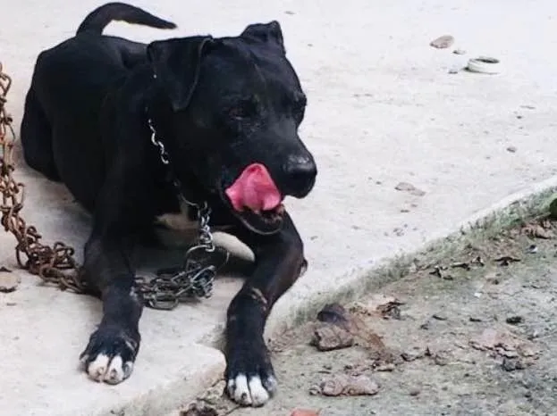 Cachorro ra a Pitbull  idade 6 ou mais anos nome Killer