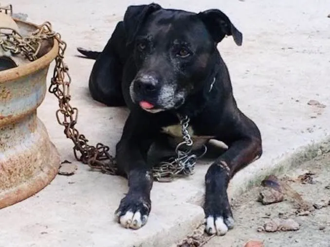 Cachorro ra a Pitbull  idade 6 ou mais anos nome Killer
