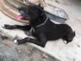 Killer
