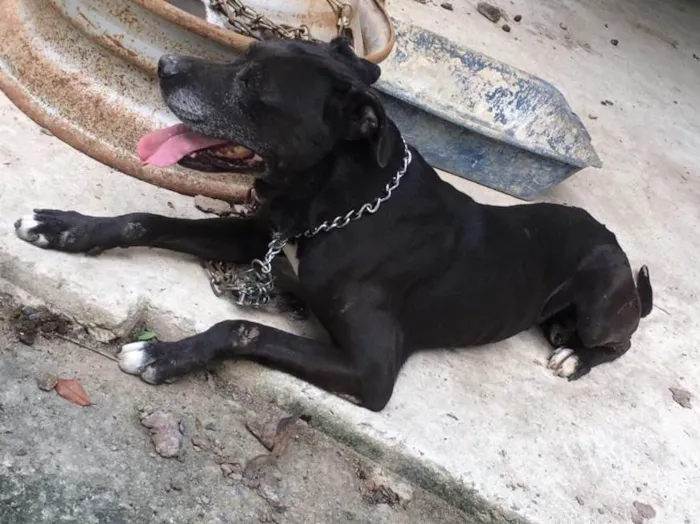 Cachorro ra a Pitbull  idade 6 ou mais anos nome Killer