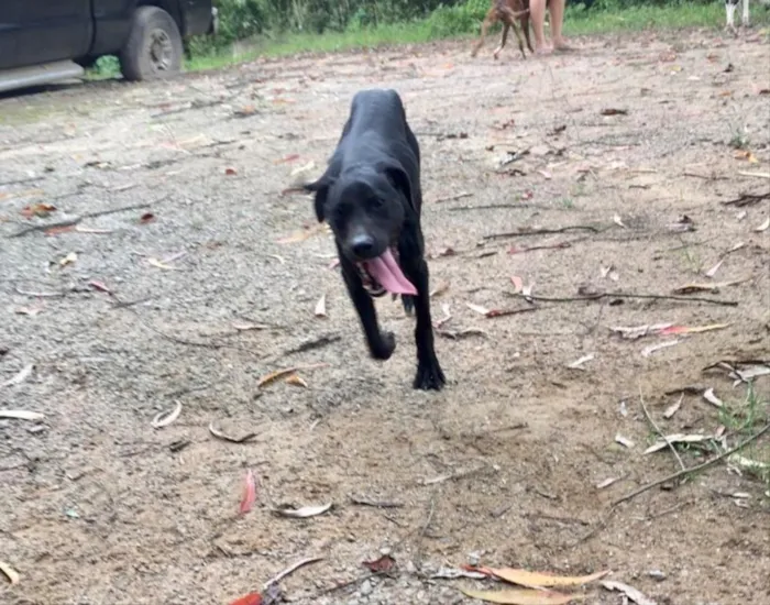 Cachorro ra a Pitbull com Fila idade 7 a 11 meses nome Pretinha