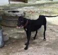 Pretinha