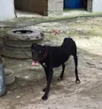Pretinha