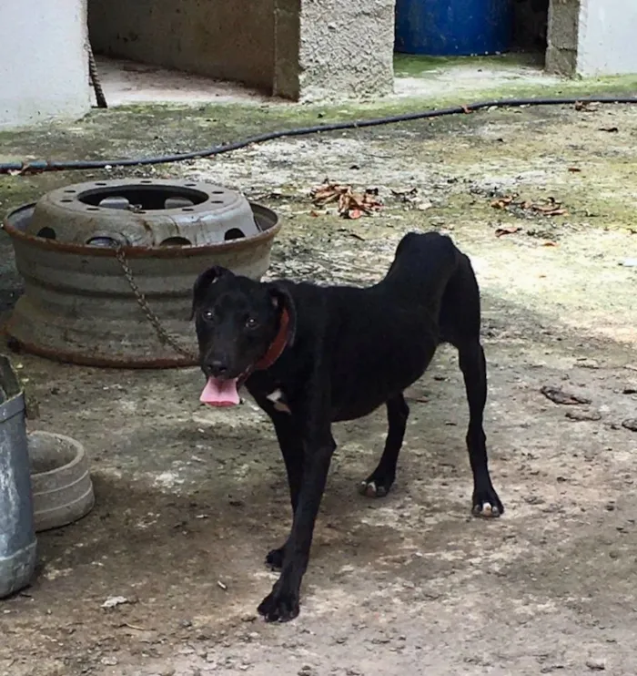 Cachorro ra a Pitbull com Fila idade 7 a 11 meses nome Pretinha