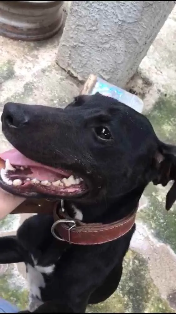 Cachorro ra a Pitbull com Fila idade 7 a 11 meses nome Pretinha