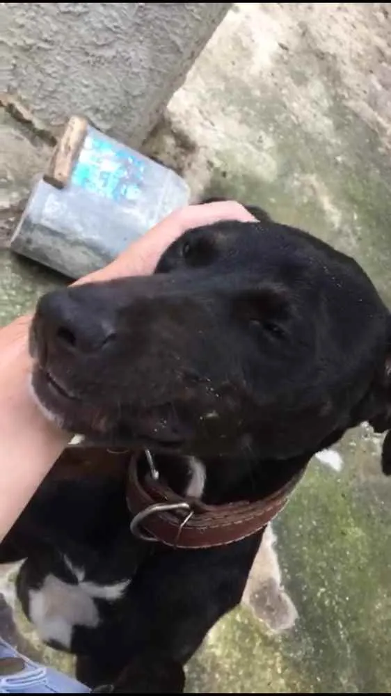 Cachorro ra a Pitbull com Fila idade 7 a 11 meses nome Pretinha