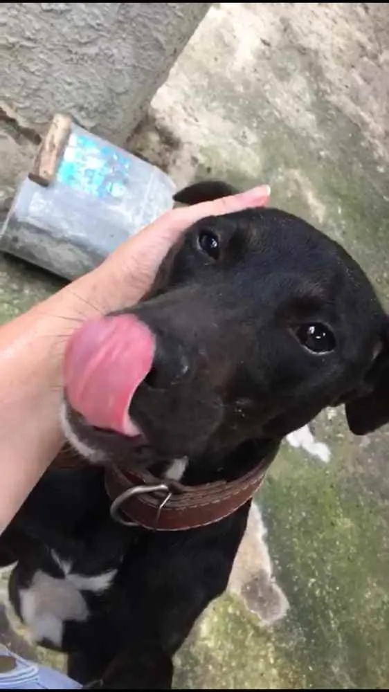 Cachorro ra a Pitbull com Fila idade 7 a 11 meses nome Pretinha