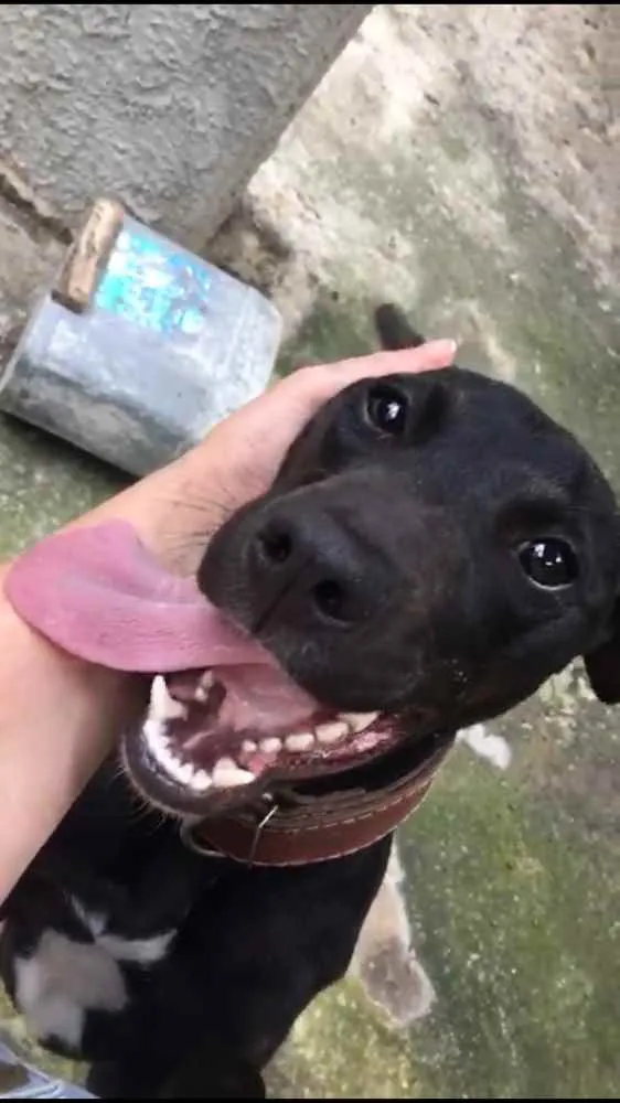Cachorro ra a Pitbull com Fila idade 7 a 11 meses nome Pretinha