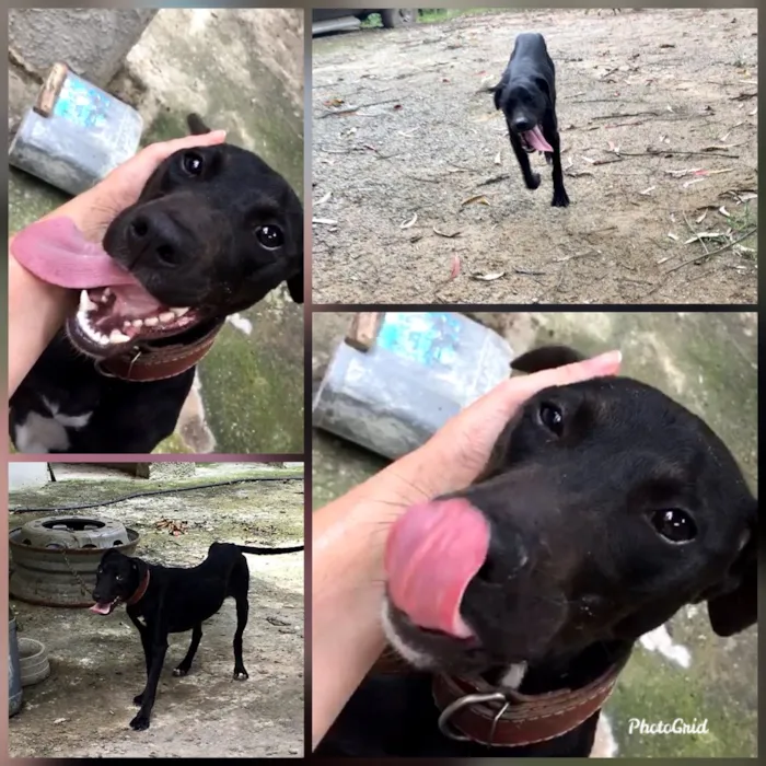 Cachorro ra a Pitbull com Fila idade 7 a 11 meses nome Pretinha