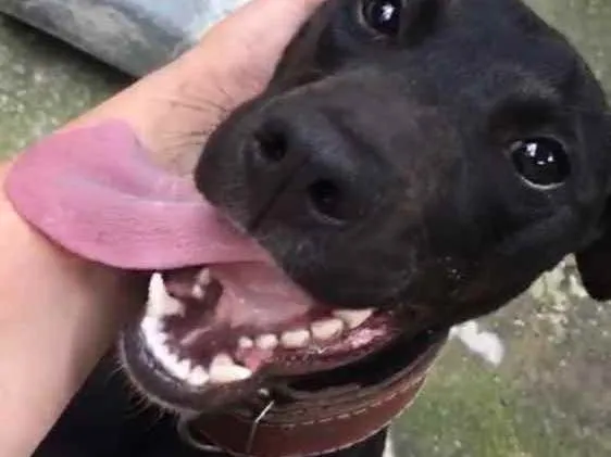 Cachorro ra a Pitbull com Fila idade 7 a 11 meses nome Pretinha