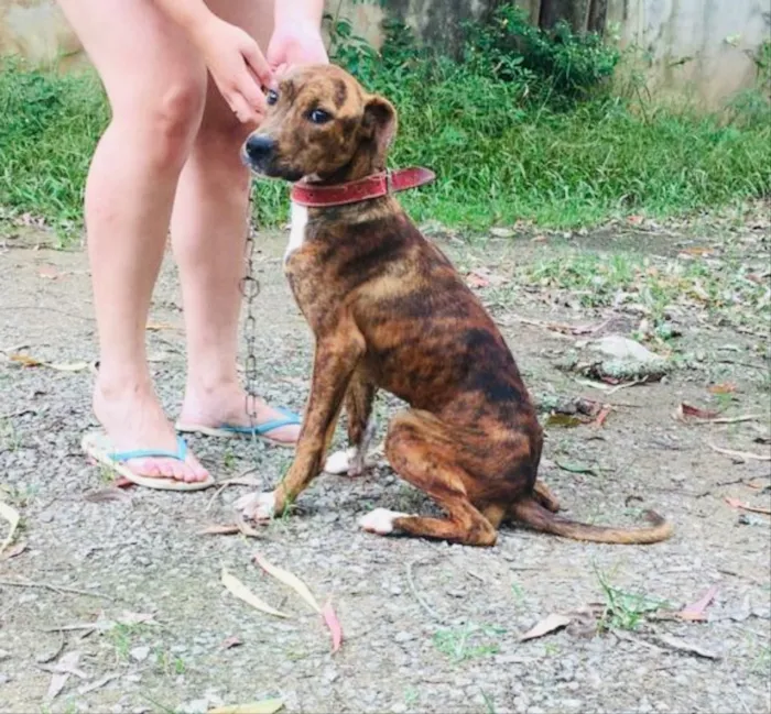 Cachorro ra a Pitbull com Fila idade 7 a 11 meses nome Thor