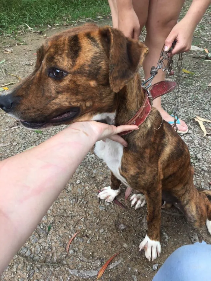 Cachorro ra a Pitbull com Fila idade 7 a 11 meses nome Thor
