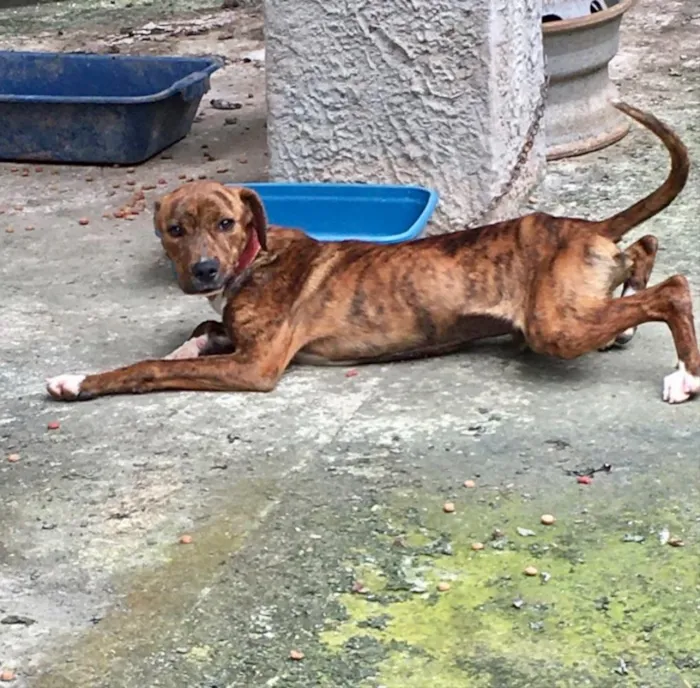 Cachorro ra a Pitbull com Fila idade 7 a 11 meses nome Thor